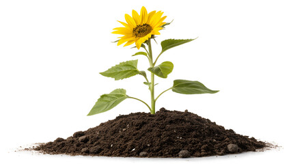 sunflower plant with soil isolated on white background