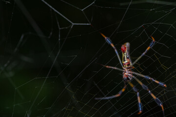 Golden Silk Orb Weaver Spider on Web in Nature