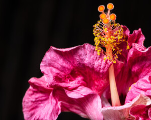 Close Up of Pink Hibiscus Flower Stamen with Pollen
