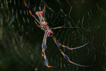 Golden Silk Orb Weaver Spider on Web in Nature