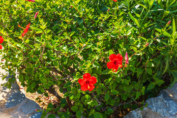 Close up view of red hibiscus flowers blooming among green leaves in sunlight. Kos. Greece.