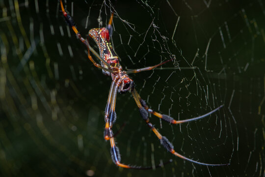 Golden Silk Orb Weaver Spider on Web in Nature