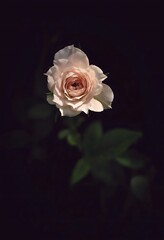 Rose on black background