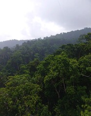 Misty rainforest vista