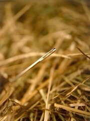 Close-up of a needle in a haystack