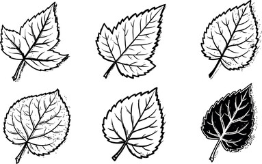 Hand drawn detailed leaf illustrations with black and white ink style natural elements vector 