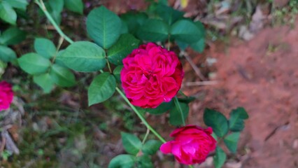 pink rose in garden
