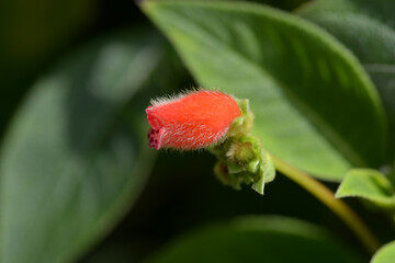 ペアルケア・スプルケイ