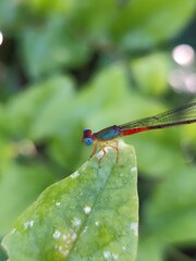 dragonfly on a leaf