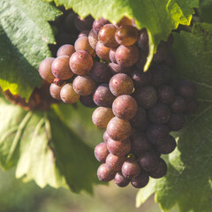 grappes de raisin en alsace sur ceps de vignes, pinot gris, vin d'Alsace, vendanges, viticulture