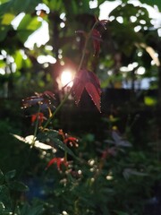 rain drops on the leaves 
