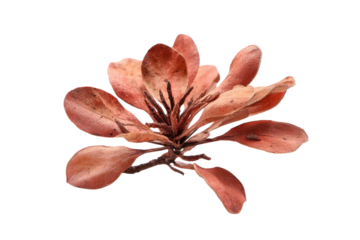 Dried Decorative Succulent on Transparent Background