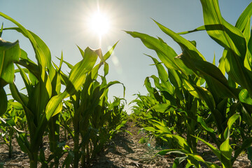 Corn plants grow tall in a sunlit field during early summer, capturing the essence of agricultural abundance