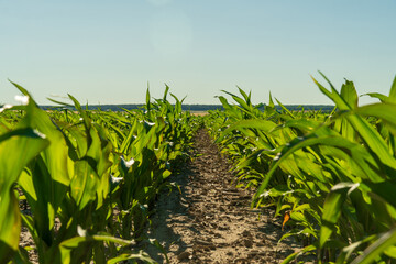 Lush green cornfield stretches under a clear blue sky in rural countryside during midday