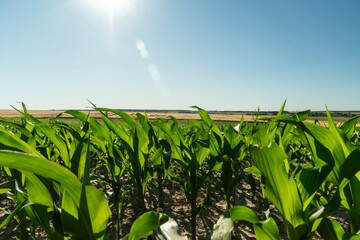 Green cornfield under bright blue sky with sun shining warmly in rural landscape during daytime