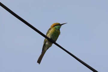 Colorful bee eater bird
