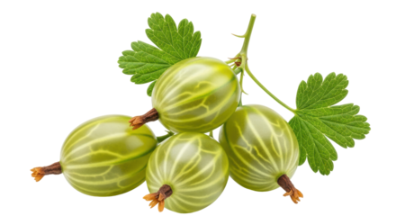 Isolated Gooseberry