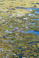 Rock and plants formations in Easter Island, Rapa Nui