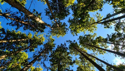 Obraz premium Sunlight filtering through a dense forest canopy