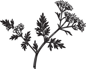 Obraz premium Detailed woodcut style illustration of a flowering herb branch o