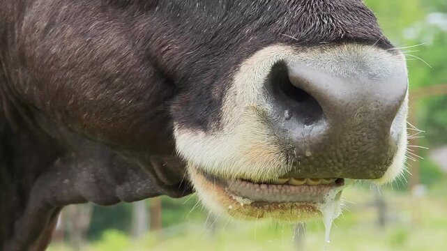 Bovine head close up capturing drooling livestock with open mouth, revealing distinctive facial features of farm animal while grazing in pastoral setting