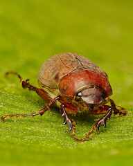 June beetle closeup