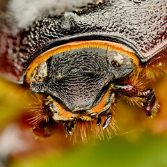 June beetle closeup