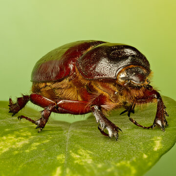 June beetle closeup