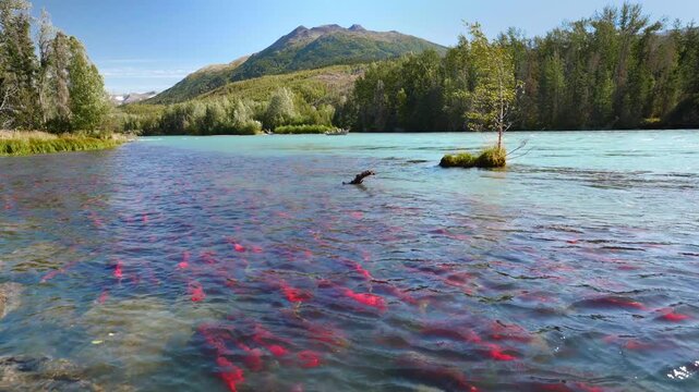 Red Salmon in Kenai River, Alaska, 15 second video