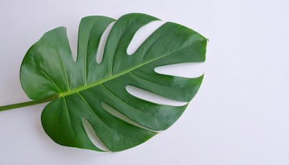 A vibrant, lush monstera leaf stands out against a plain white background, showcasing intricate patterns and a rich green hue.