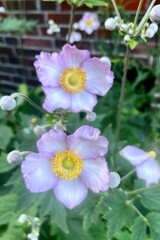 Beautiful violet-pink blossoms of Japanese anemone against green garden background.