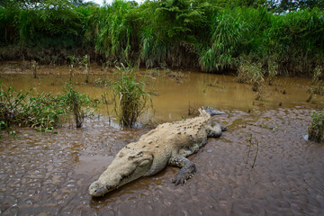 Crocodile resting on the bank of Rio Grande de Tarcoles in Costa Rica, Central America