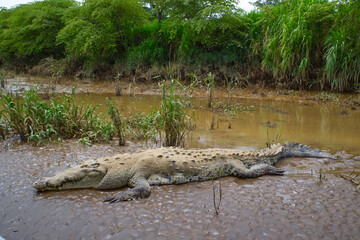 Crocodile resting on the bank of Rio Grande de Tarcoles in Costa Rica, Central America