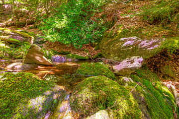 Stream landscape in the Haut Languedoc region of southern France. Small waterfalls and water...