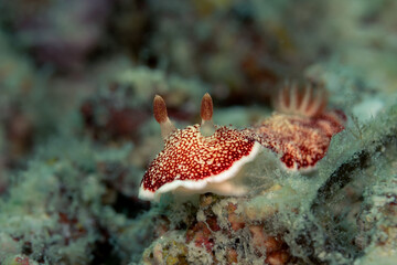 Colorful Nudibranch in Malaysia