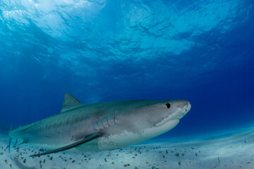 Obraz premium Tiger Shark in the Bahamas at Tiger Beach dive site