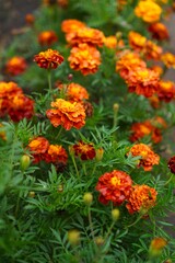 Vibrant Marigold Blossoms in Lush Garden Setting