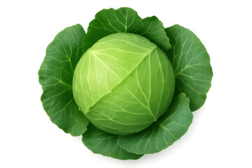 Obraz premium Fresh Green Cabbage on Transparent Background, Perfect for Healthy Recipes