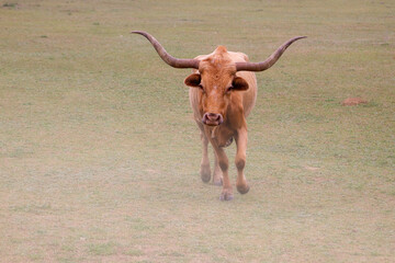 Texas Longhorn Running Towards Camera