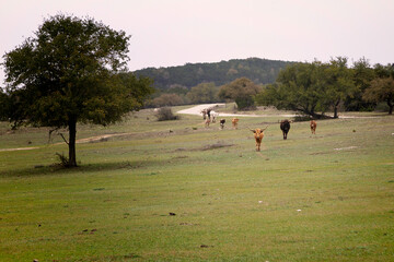 Hillside Ranch Field With Cattle