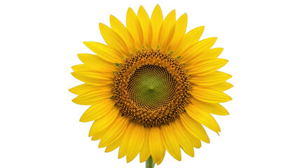 Obraz premium Close up of sunflower isolated on transparent background