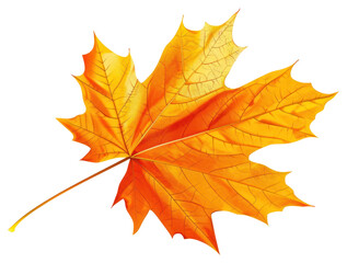 Fototapeta premium PNG Autumn leave maple animal plant.