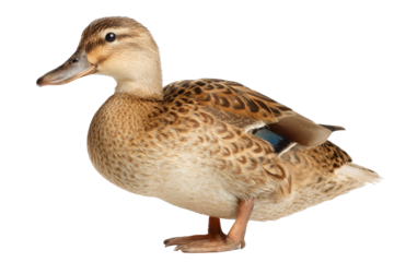 Domestic Mallard Duck on Transparent Background