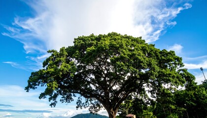 Fototapeta premium Lush tree against a vibrant sky