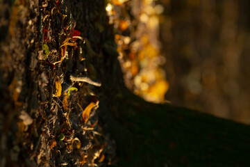 A detailed close-up view of tree bark adorned with vibrant autumn leaves, showcasing nature's beauty and intricate textures.