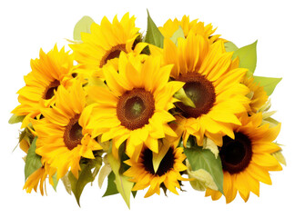 PNG Sunflower bouquet plant white background inflorescence.