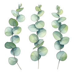 Obraz premium Eucalyptus branches isolated on transparent background
