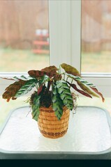 Calathea lancifolia - Rattlesnake Plant

