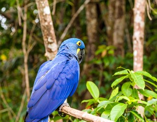 Obraz premium Vibrant blue parrot in lush rainforest