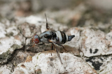 Closeup on a small but colorful Superb Wingwaver fly, Myennis octopunctata, a parasite on white poplar, Populus alba .